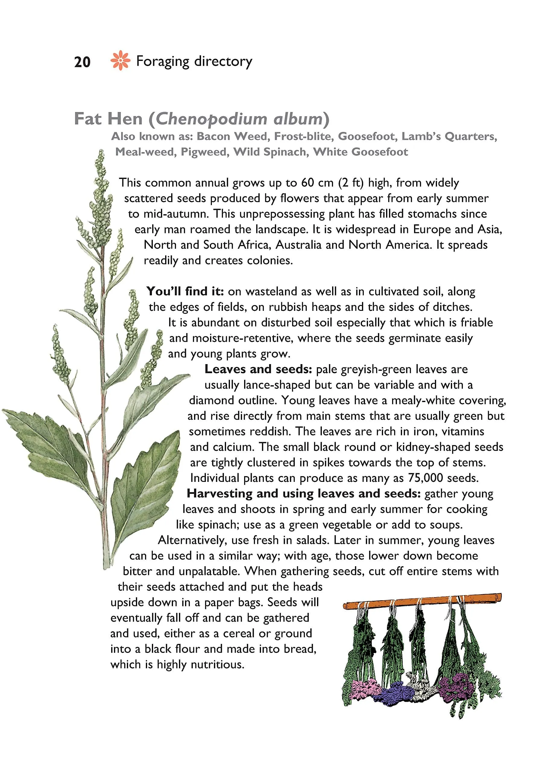 Self-Sufficiency Foraging For Wild Foods Guide